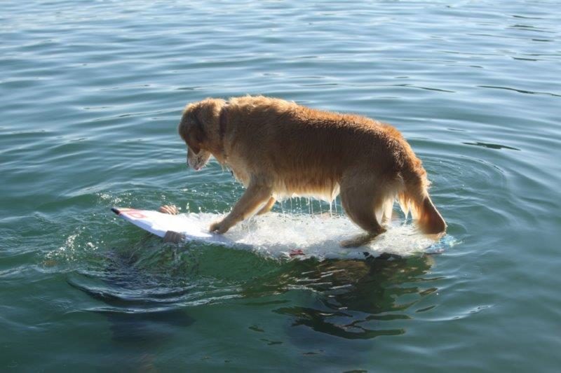 Pet (Dog) Friendly Shasta Lake Vacation Rentals