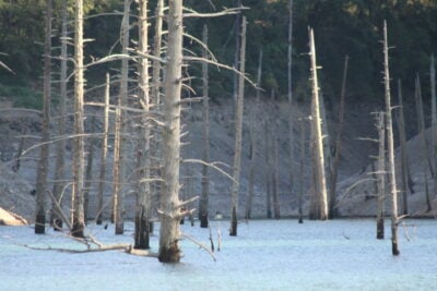 Pitt River Trees